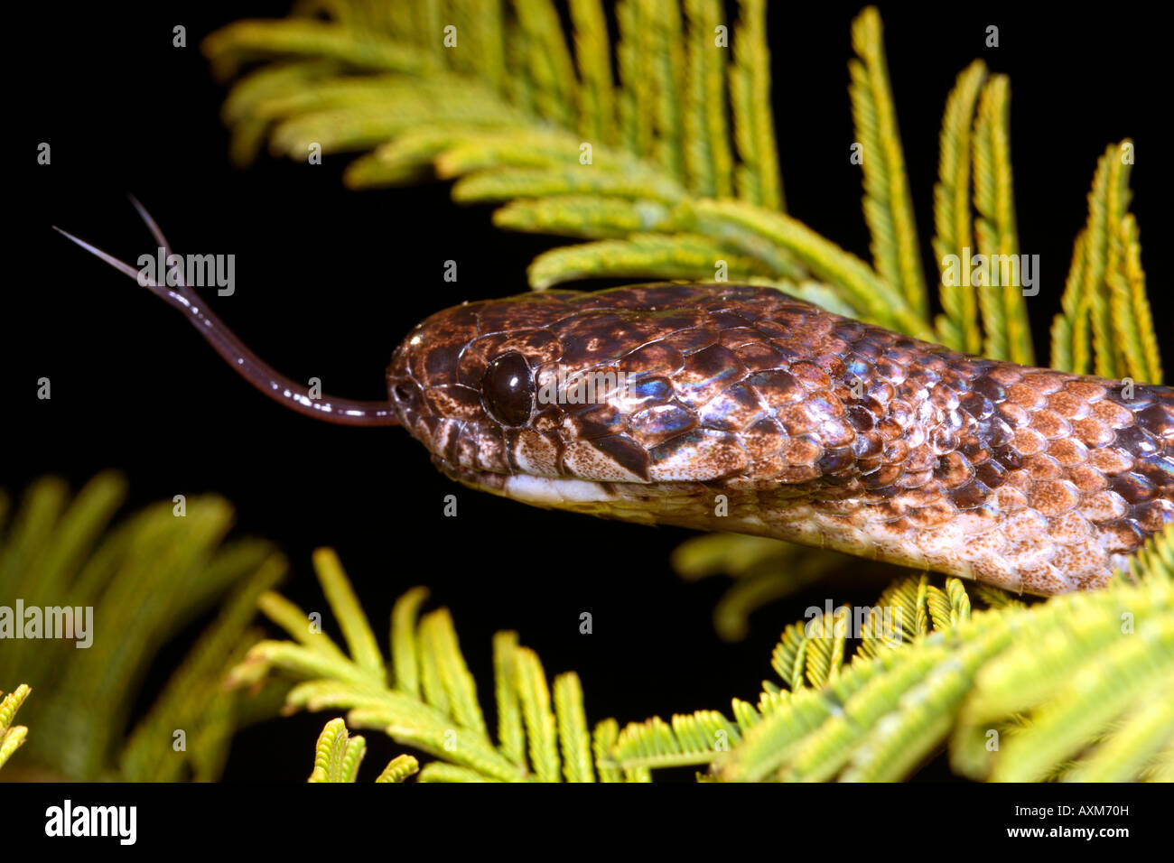 Snail eating snake (Dipsas oreas) from the Ecuadorian Andes Stock Photo