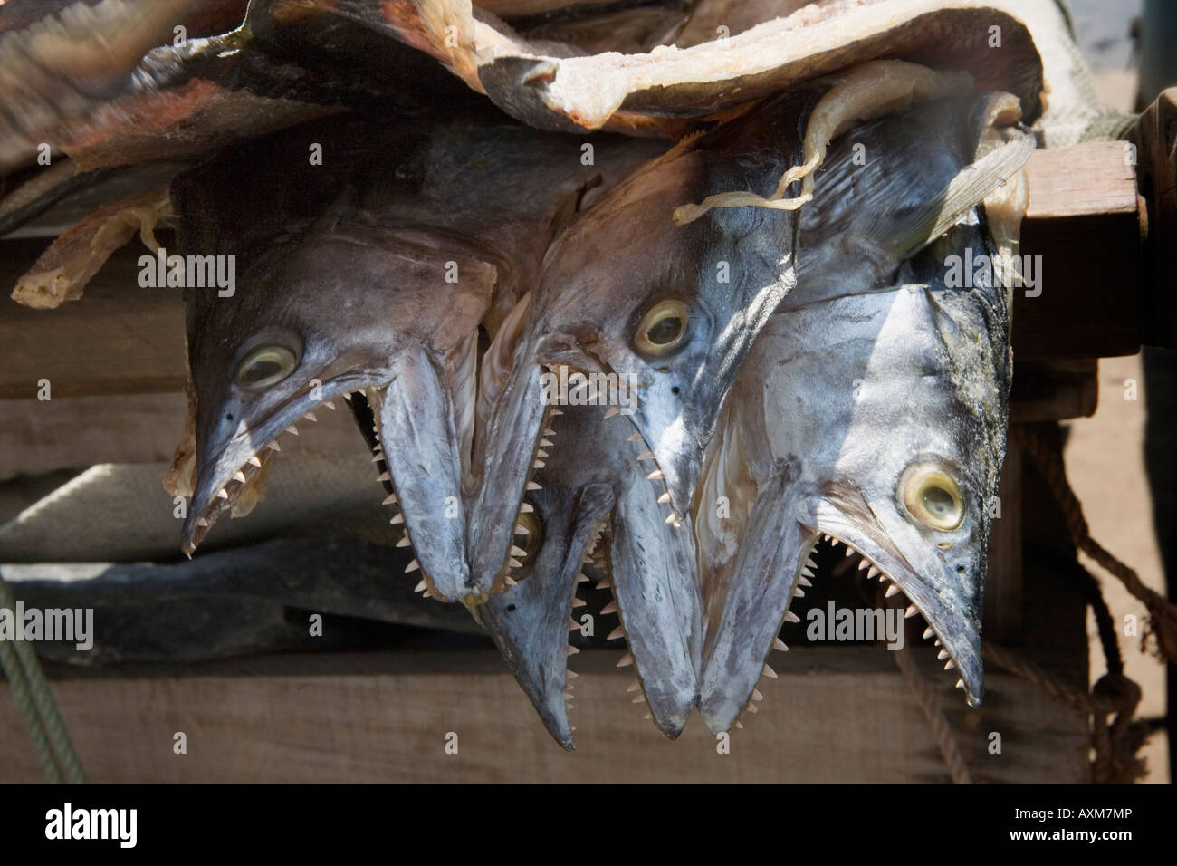 Sharp teeth fish in fishing village of La Libertad on Pacific coast of El Salvador Stock Photo