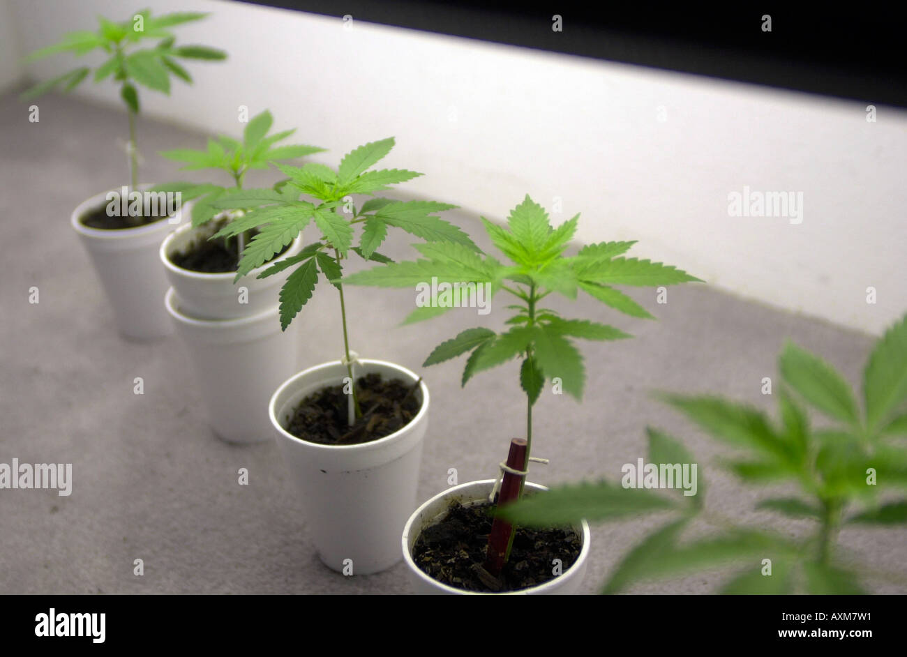 Home grown Cannabis Stock Photo