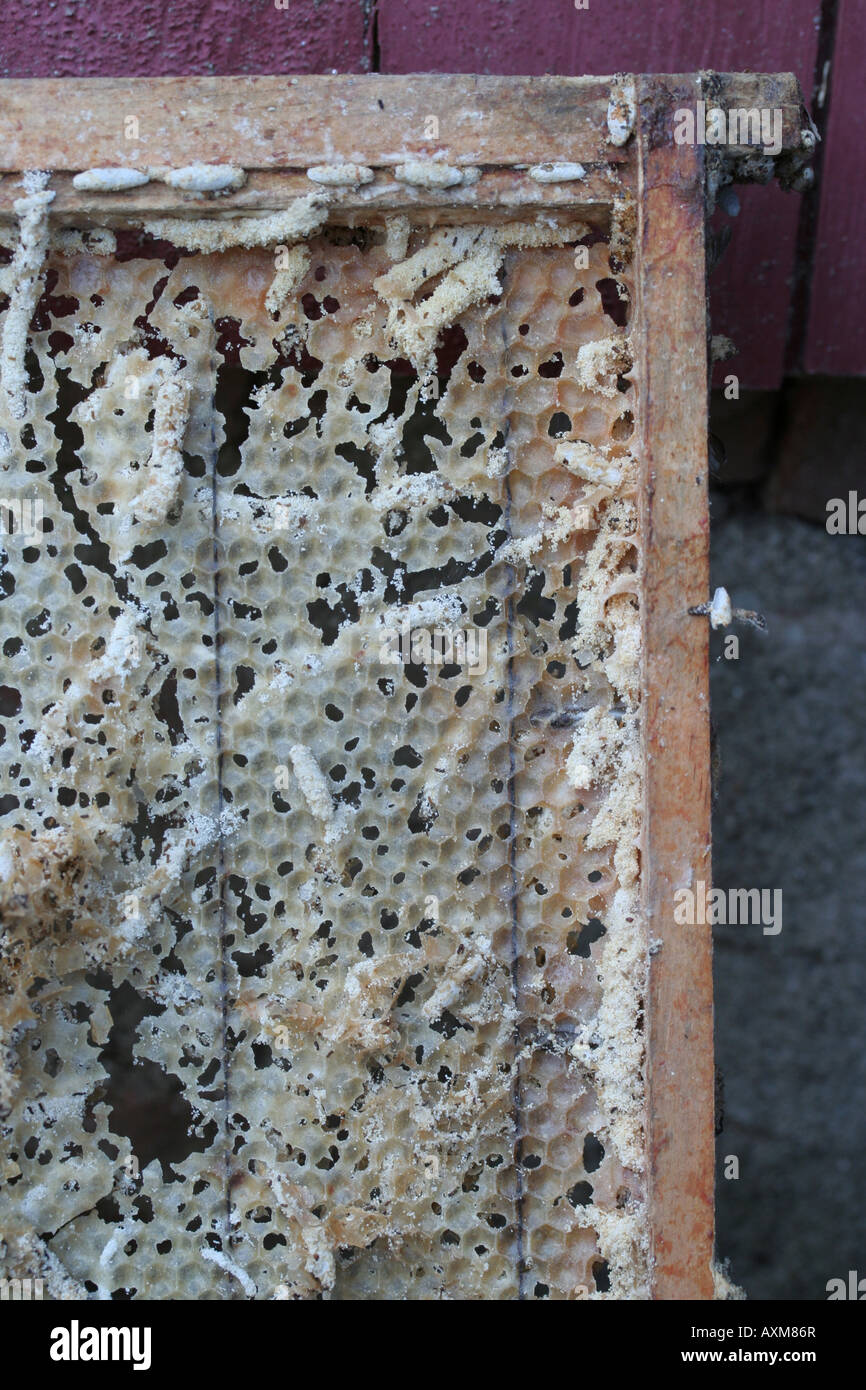 Damage done by waxworms to a frame in a beehive. Stock Photo
