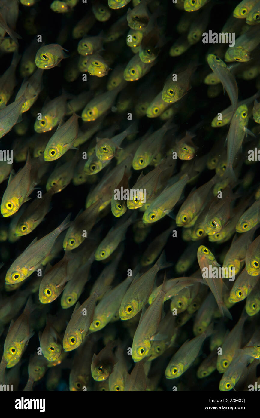 Copper sweepers hires stock photography and images Alamy