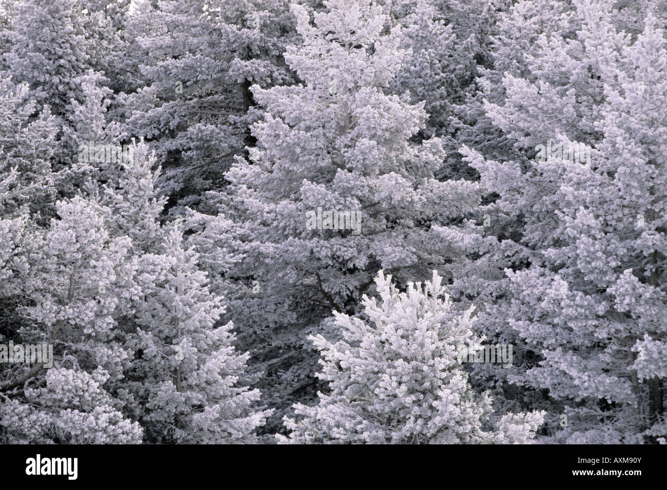 Frozen trees, Gudar sierra, Teruel, Spain Stock Photo