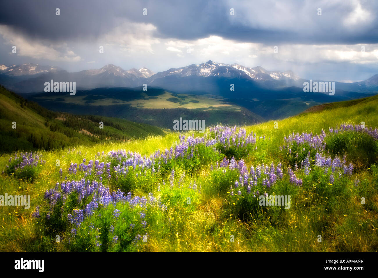 Wildflowers near telluride colorado hires stock photography and images