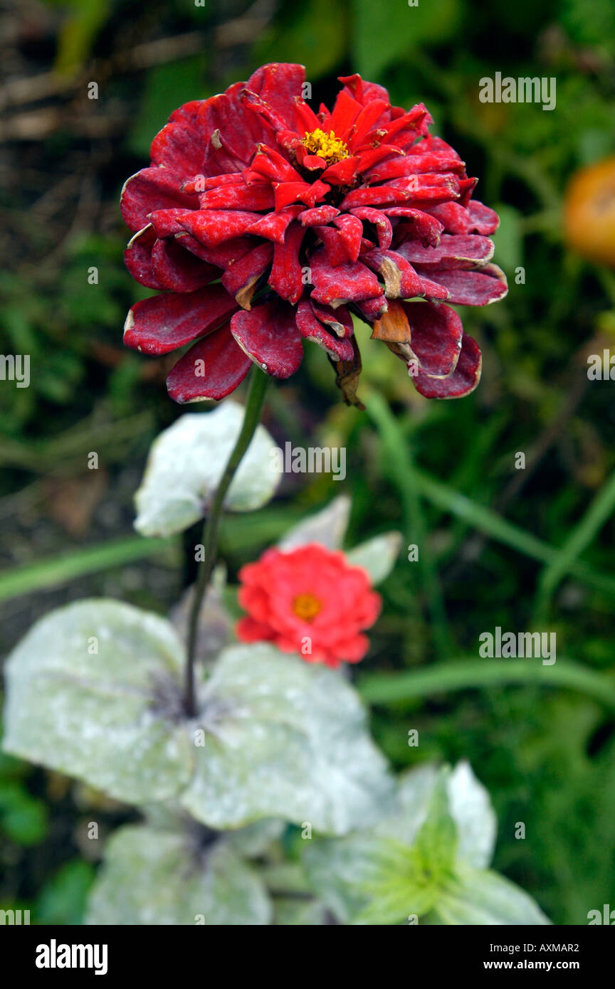 Powdery mildew on a zinnia in a community garden Stock Photo Alamy