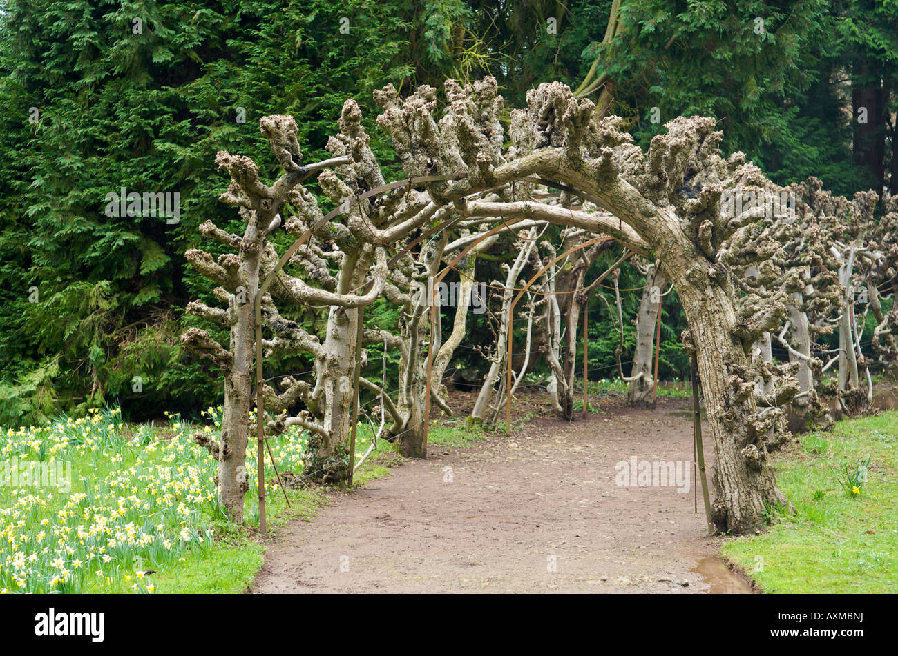 Lime Arbour at Madresfield Court near Malvern in Worcestershire England Stock Photo