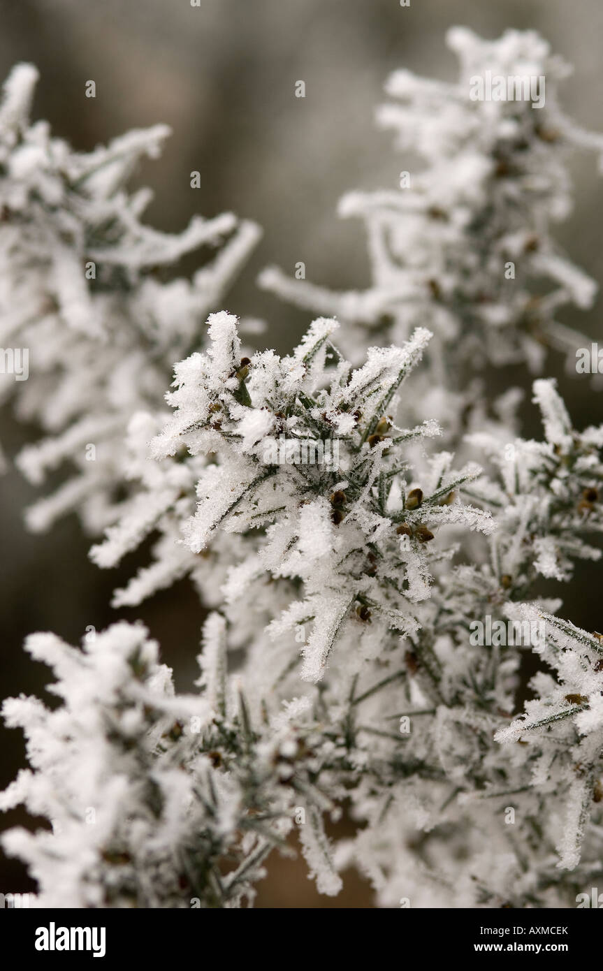 Gorse bush bushes plant covered in frost  in winter close up England UK United Kingdom GB Great Britain Stock Photo