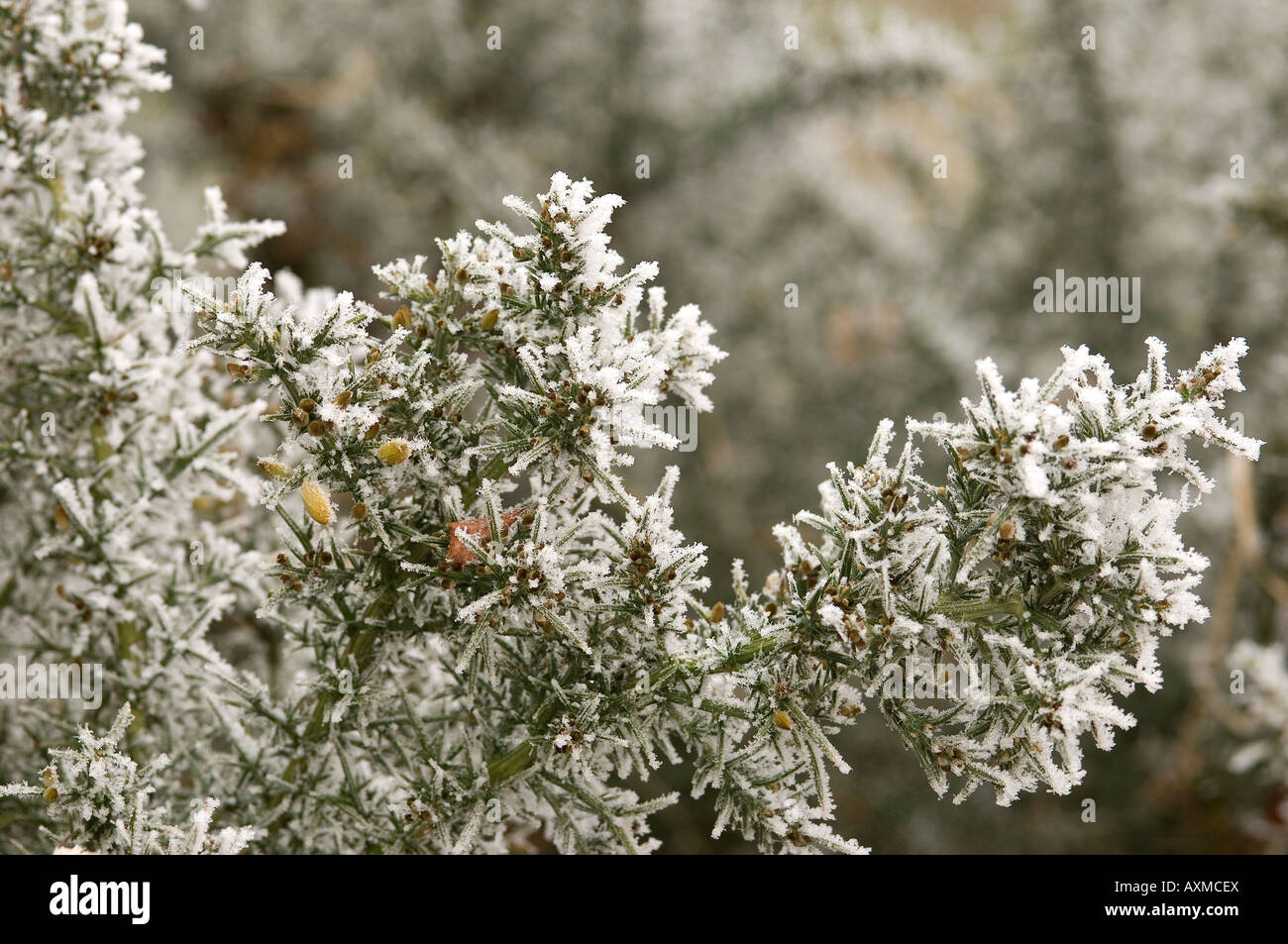 Gorse bush bushes plant covered in frost  in winter close up England UK United Kingdom GB Great Britain Stock Photo