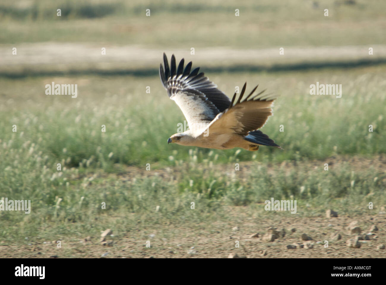 African raptor in flight hi-res stock photography and images - Alamy