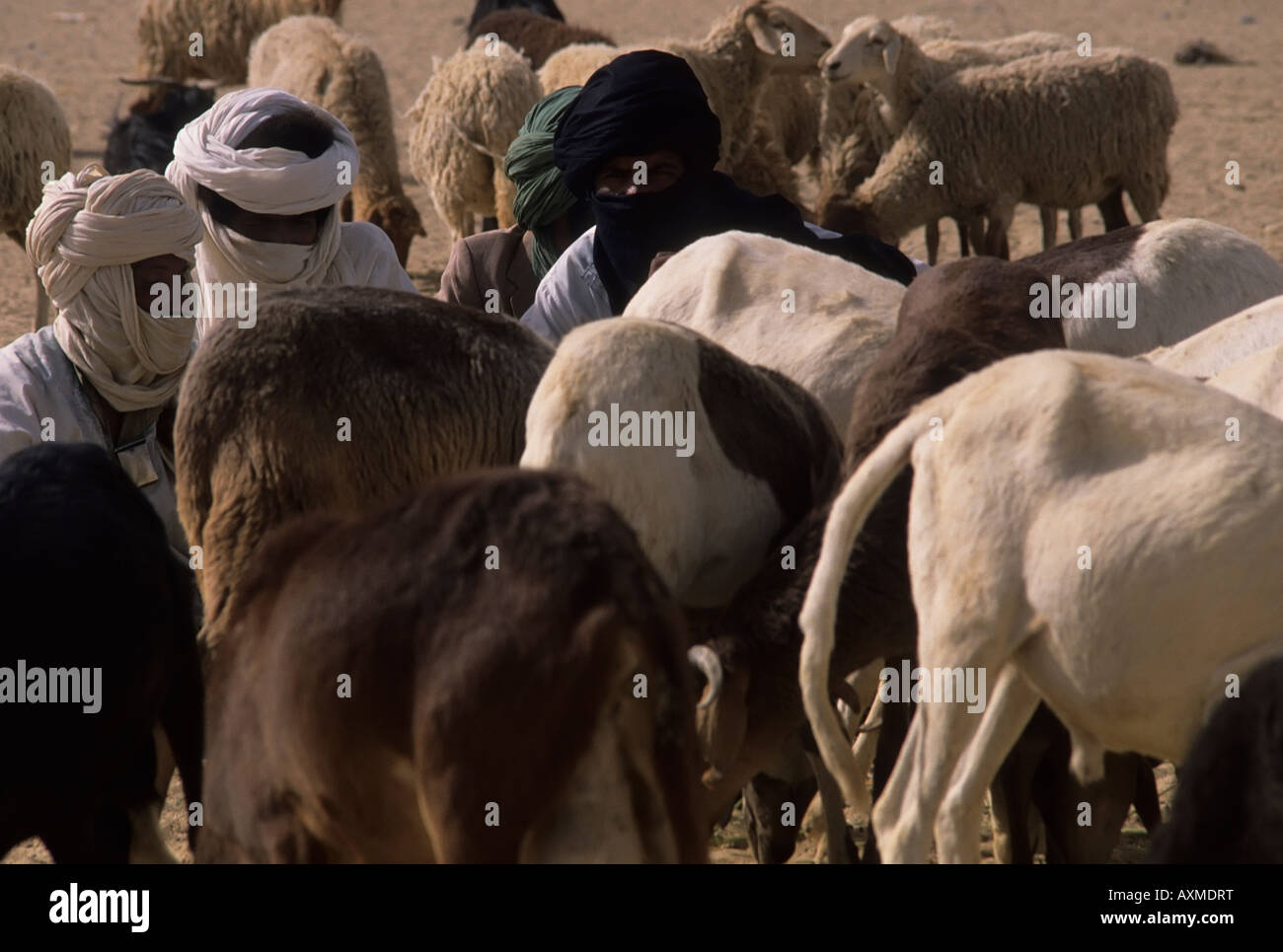 Animalsmarket hires stock photography and images Alamy