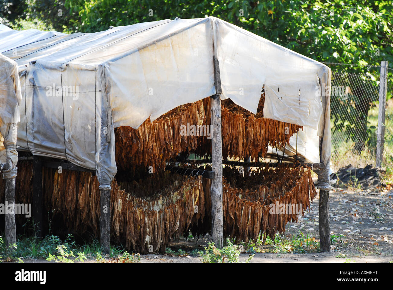 Tobacco processing - Campania Italia Stock Photo