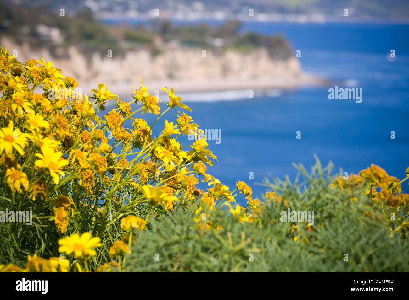 Yellow wildflowers on the cliffs in Malibu California Stock Photo Alamy