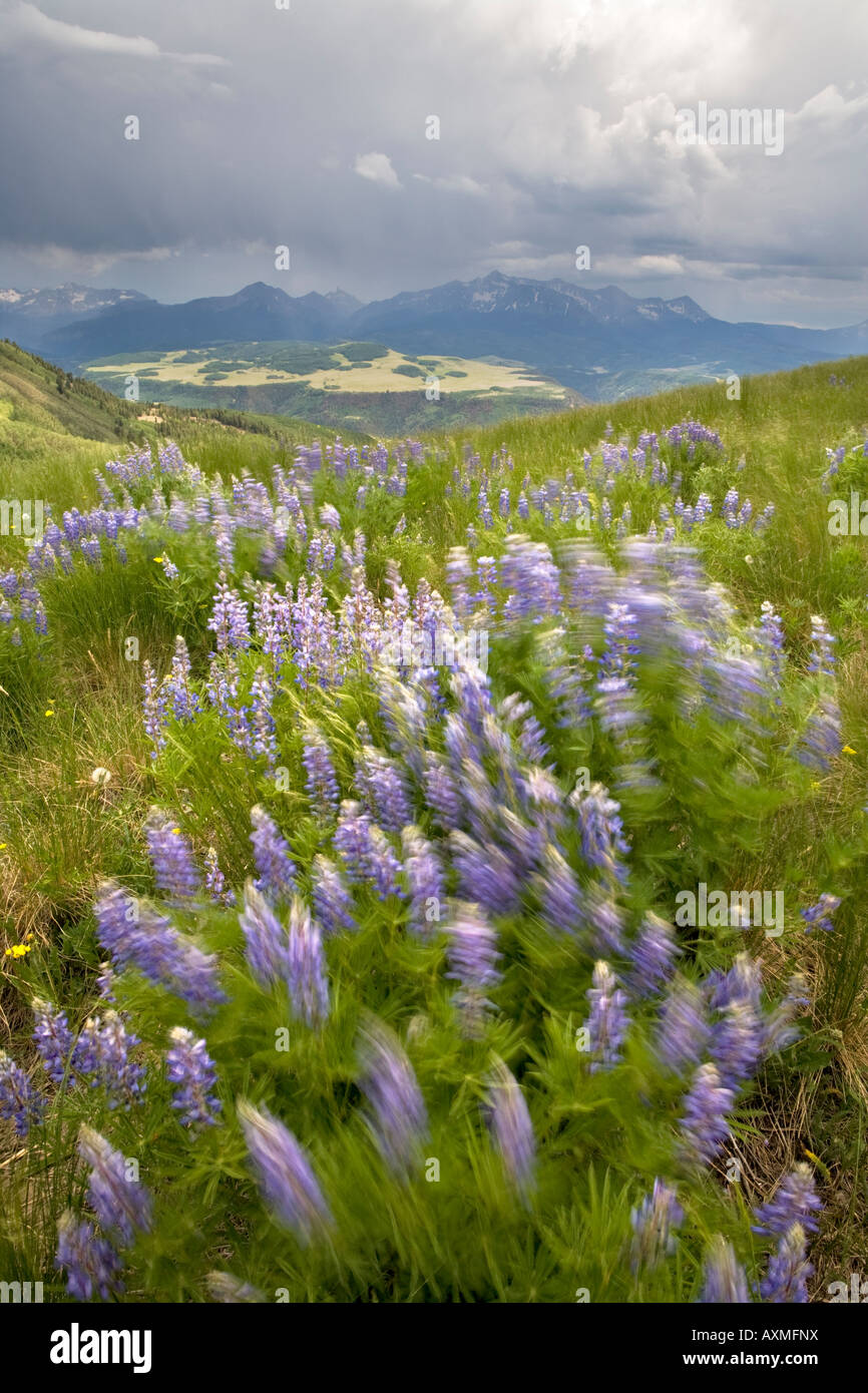 Lupine flowers blowing in the wind with Wilson Peak in backround from