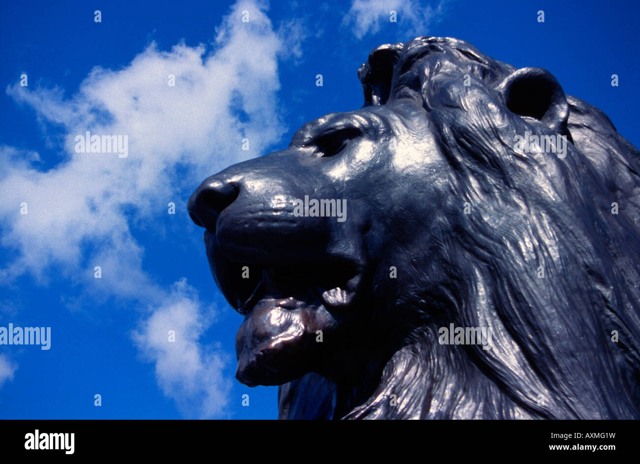 Trafalgar square lion detail hi-res stock photography and images - Alamy