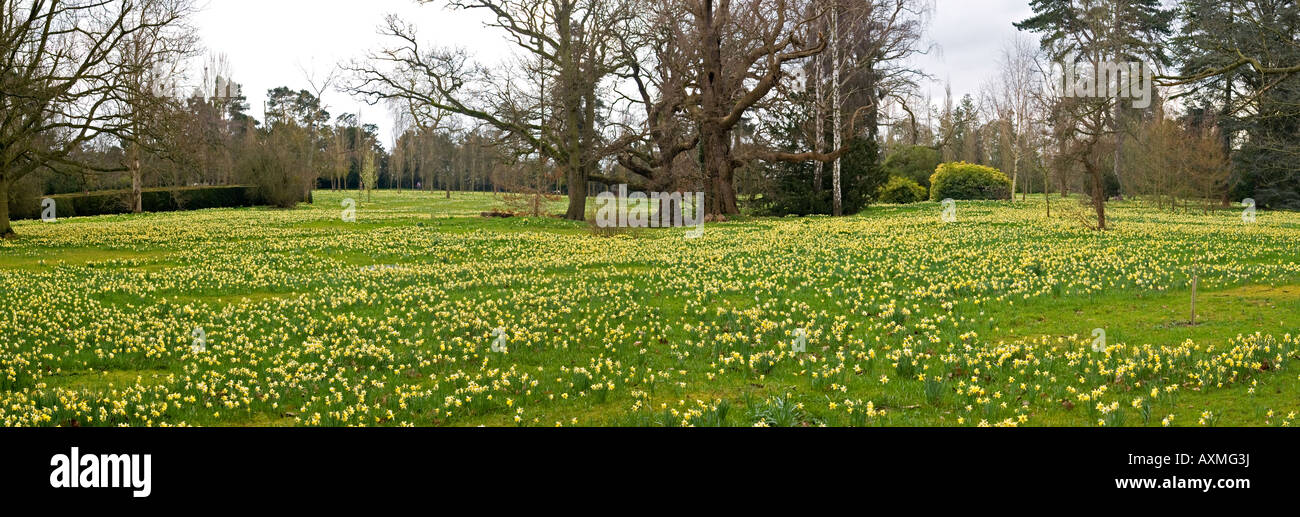 Daffodils at Madresfield Court near Malvern in Worcestershire England Stock Photo