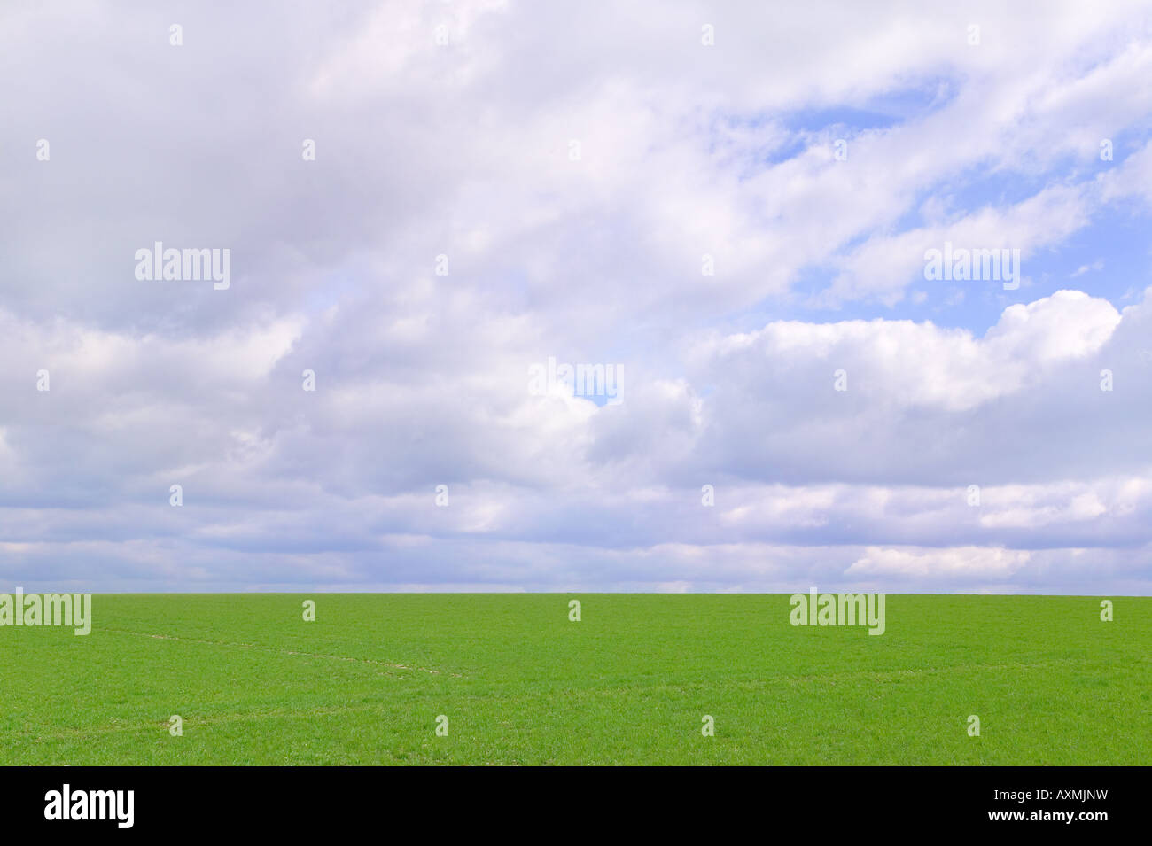 Green field and cloudy sky on a beautiful bright day the grass is nice and fresh after a rain shower Stock Photo