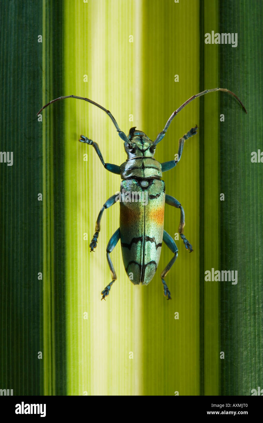 Longhorn Beetle of Cerambycidae family Stock Photo