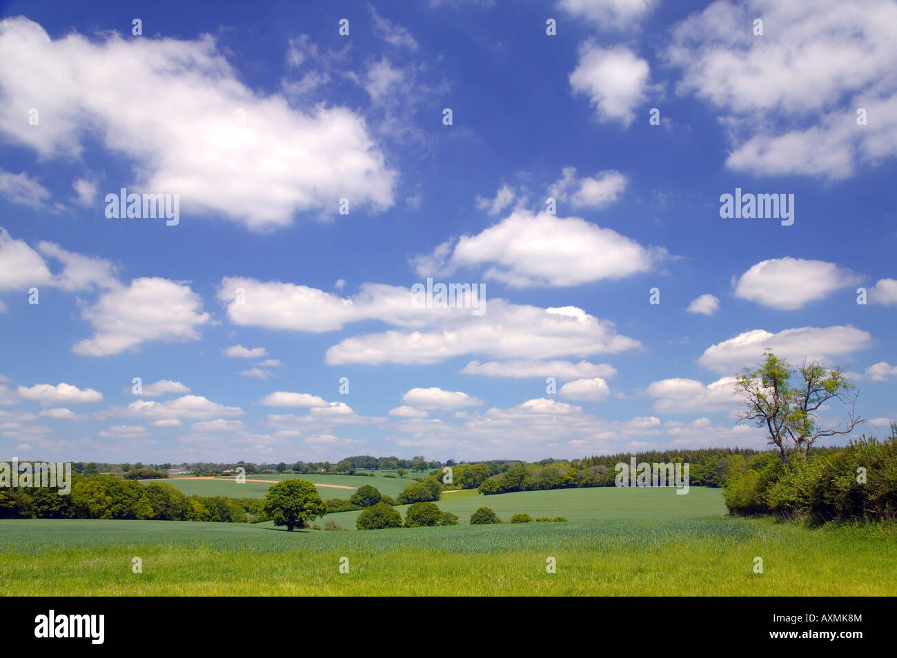 Landscape image of fields hills trees and a bright blue cloudy sky Stock Photo