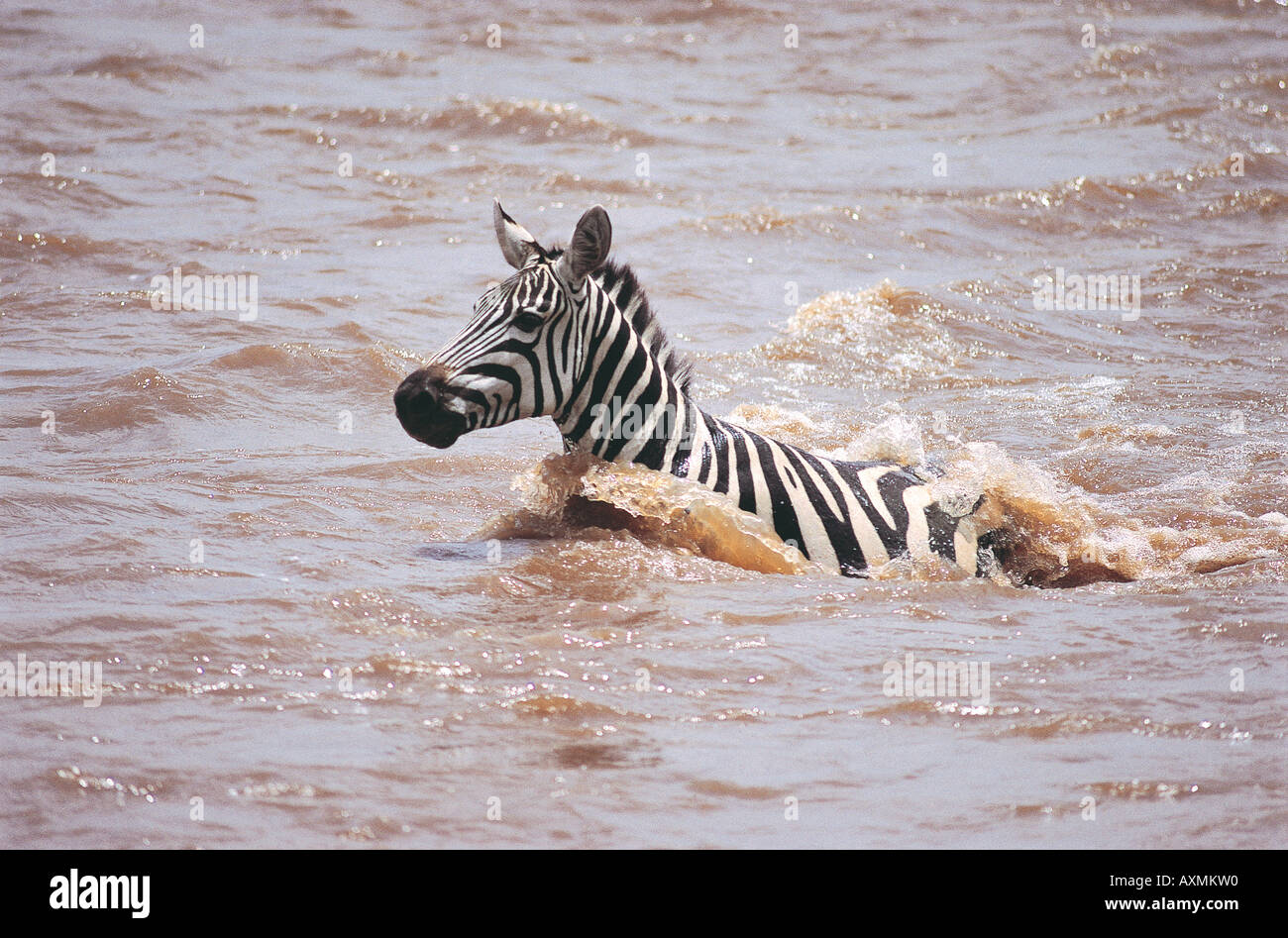 Can a Zebra Swim? Discover Aquatic Abilities