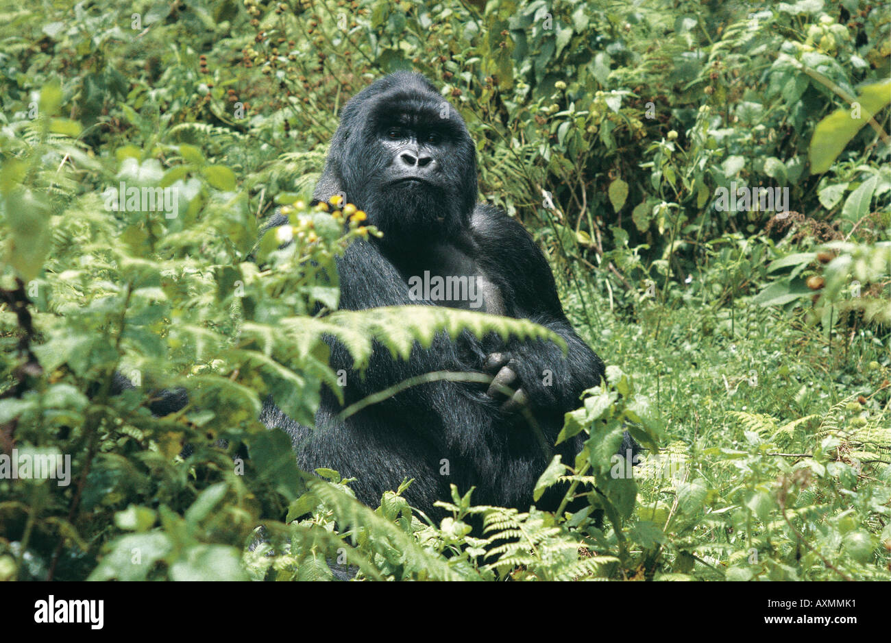Male Silverbacked Mountain Gorilla Parc des Volcans Rwanda Central Africa Stock Photo