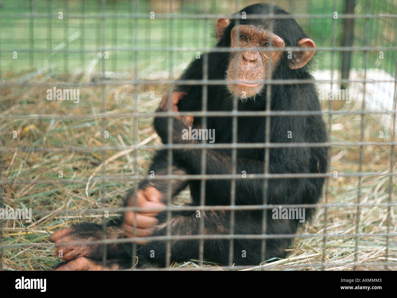 Caged Chimpanzee on grounds of Gabiro Guest House Akagera National Park Rwanda Stock Photo