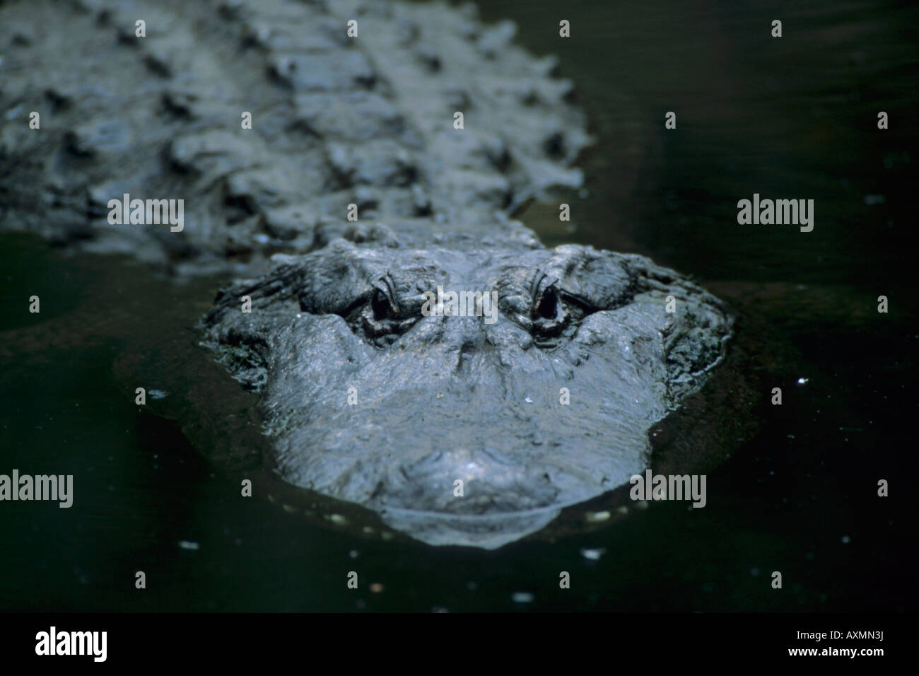 American Alligator (Alligator Mississipiensis) WILD, Homosassa Springs, Florida Stock Photo Alamy