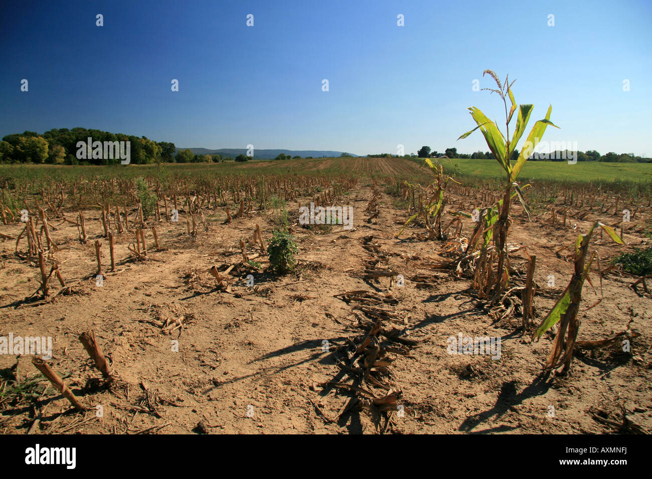 Ground level view of the Bloody Cornfield, Antietam National Battlefield Park, Sharpsburg, Maryland. Stock Photo