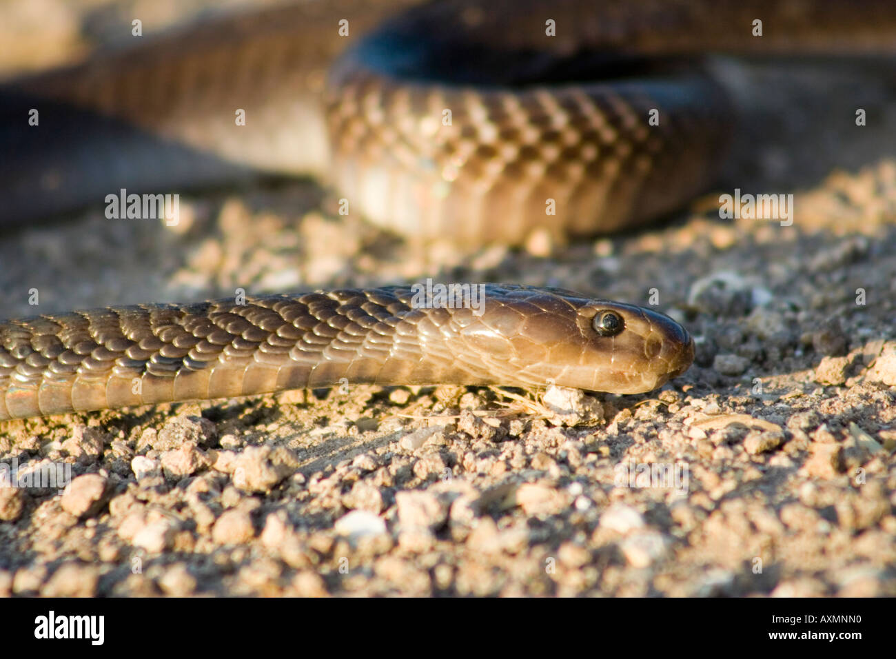 Dead snake hi-res stock photography and images - Page 2 - Alamy