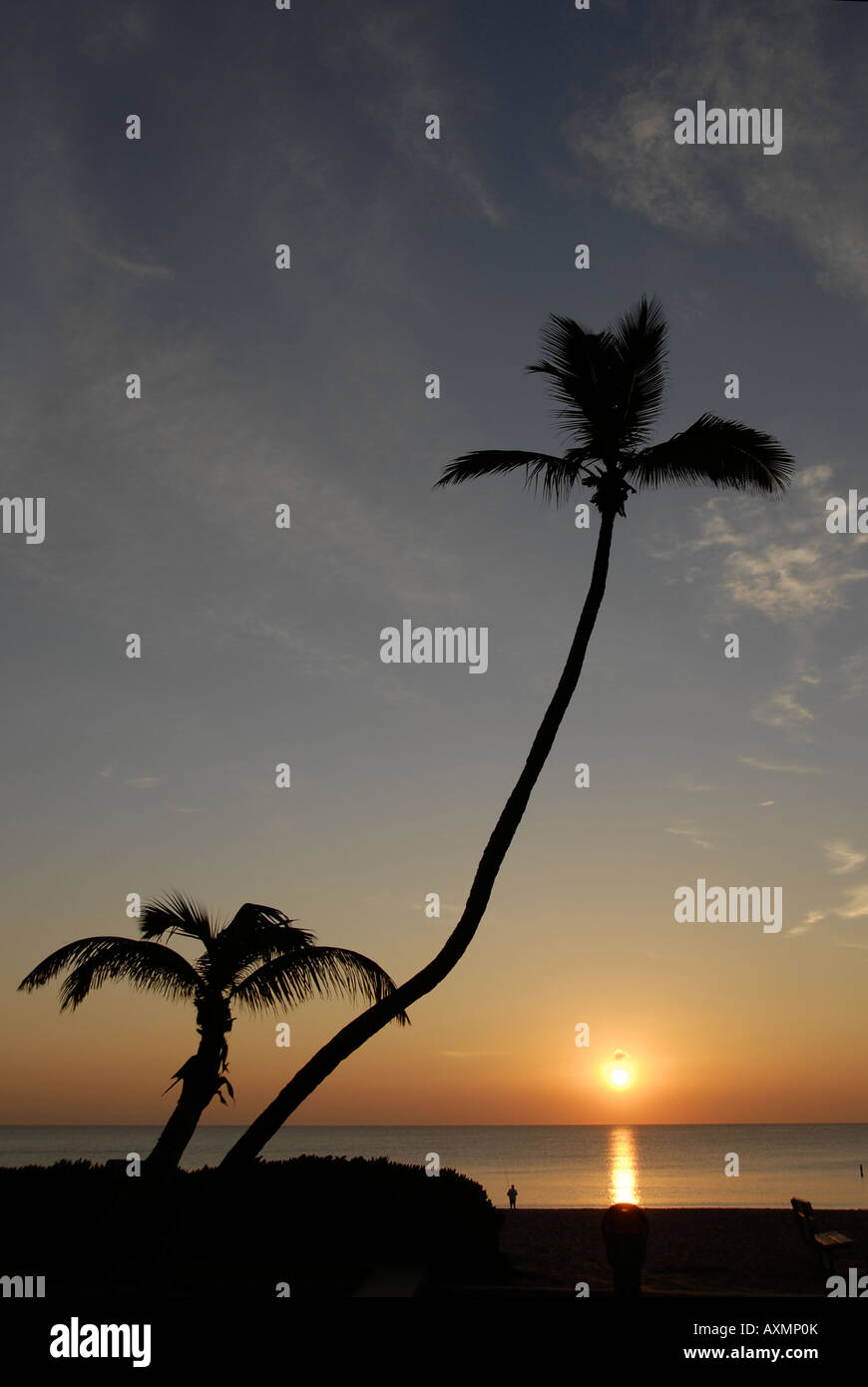 Beach ocean palm tree sunrise hi-res stock photography and images - Alamy