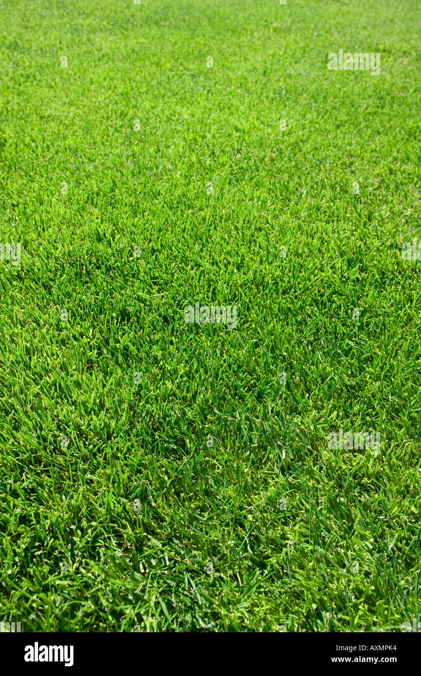 Field of green grass growing outdoors Stock Photo Alamy