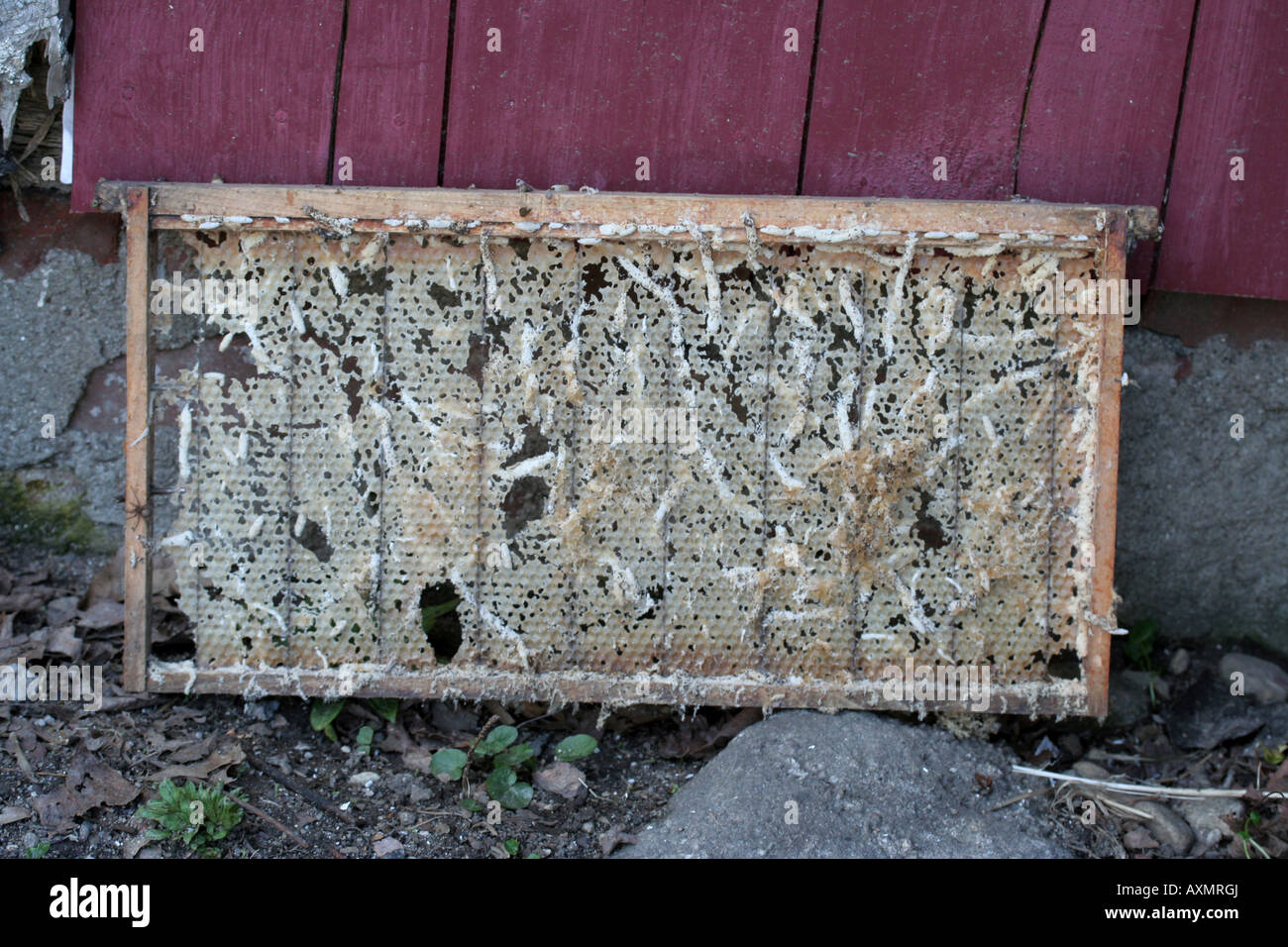 Wax moth hires stock photography and images Alamy