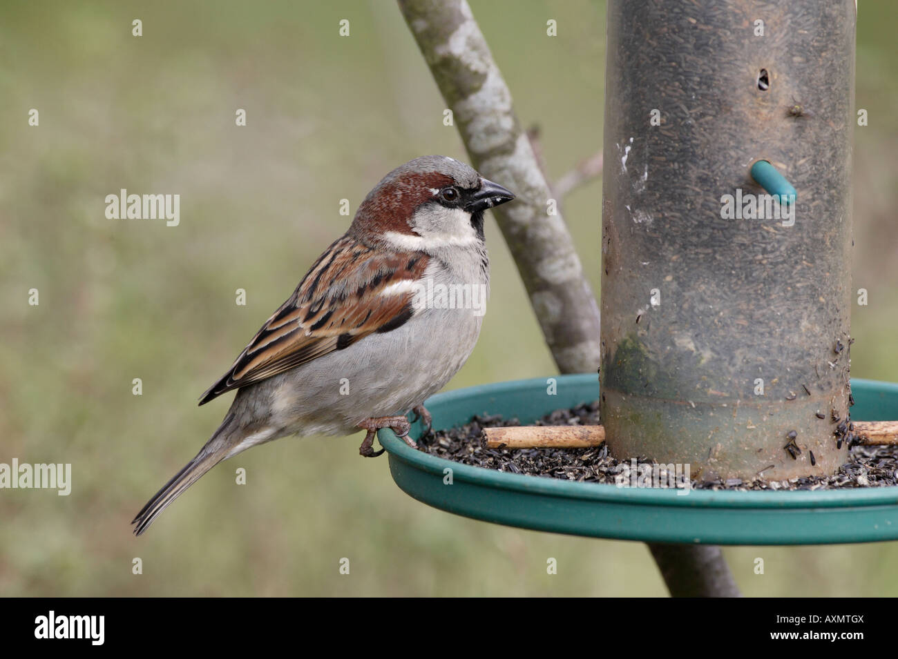 Male House Sparrow On Niger Seed Bird Feeder Stock Photo 16879945