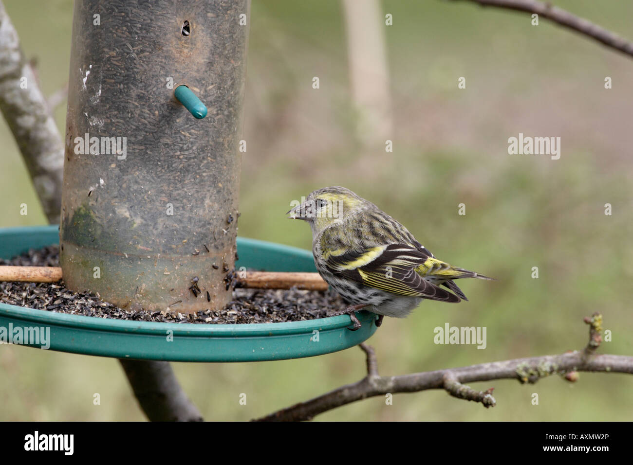 Female Siskin on Niger seed bird feeder Stock Photo