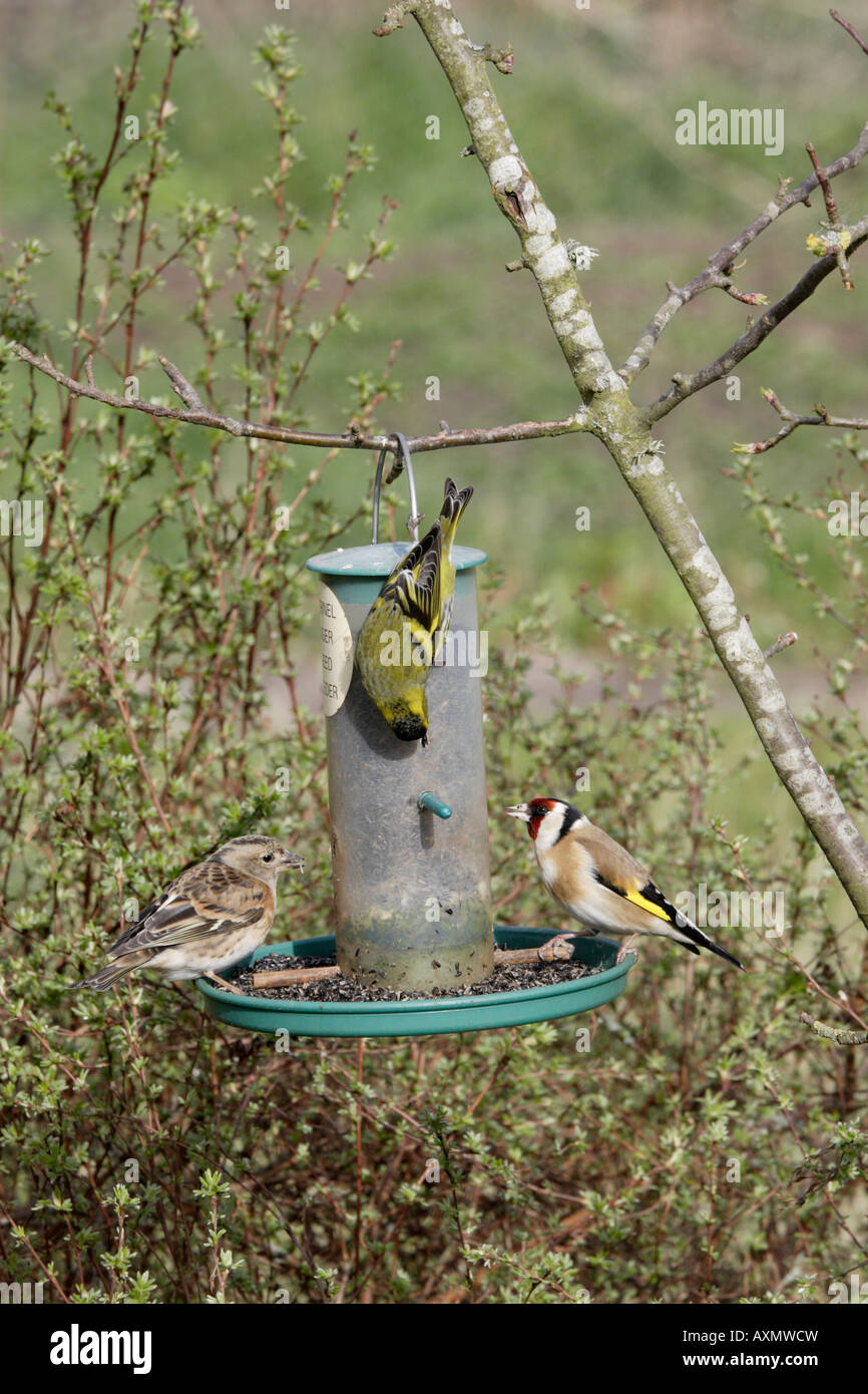 Birds on Niger garden bird feeder Stock Photo