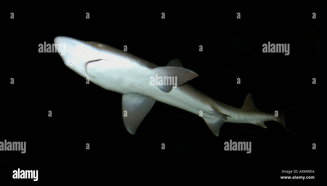 Grey smooth hound shark Mustelus californicus eastern Pacific Ocean Stock Photo