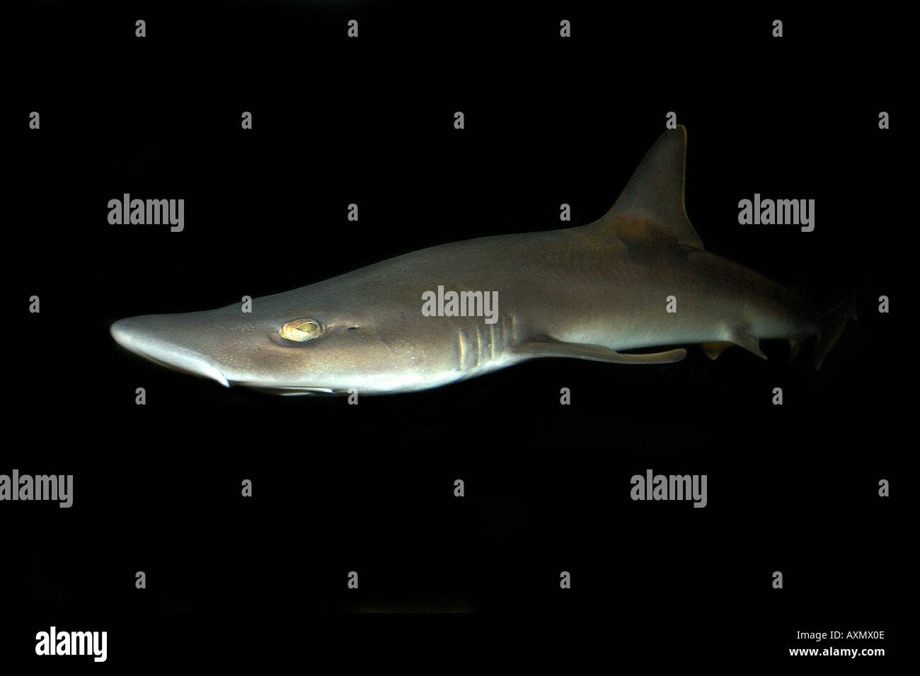 Grey smooth hound shark Mustelus californicus eastern Pacific Ocean Stock Photo