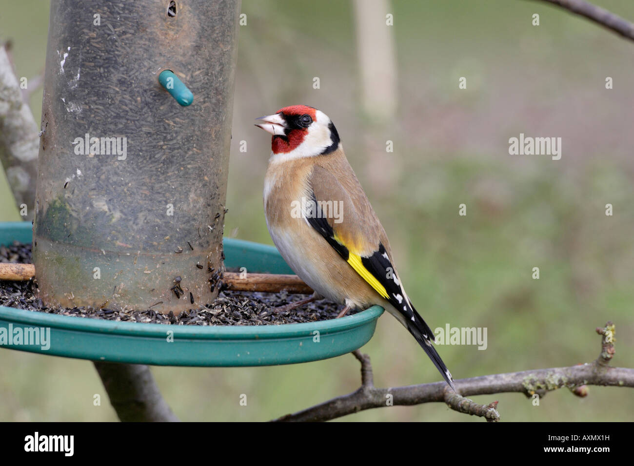 European Goldfinch On Niger Seed Bird Feeder Stock Photo 16880428