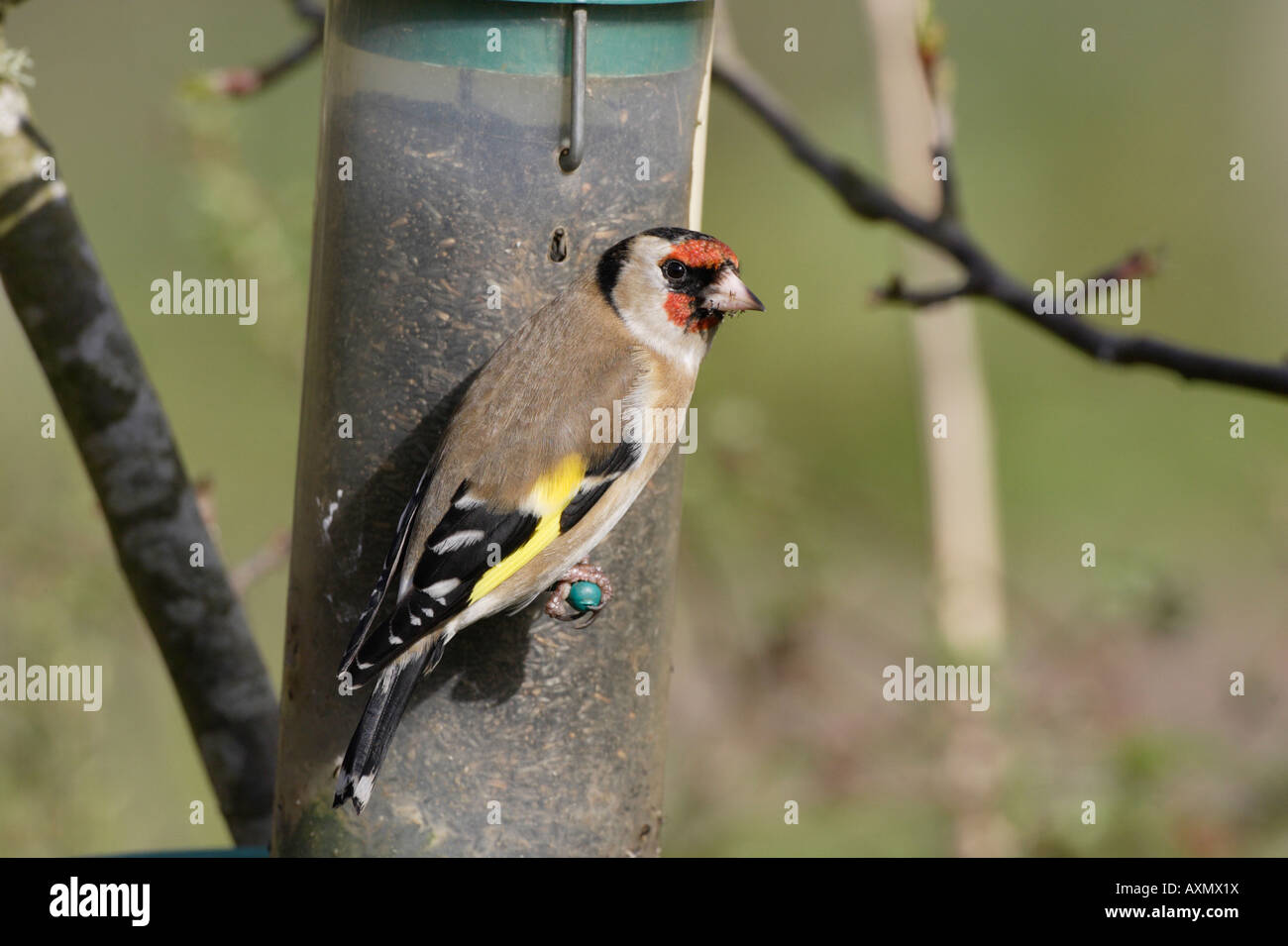 European Goldfinch On Niger Seed Bird Feeder Stock Photo 16880437