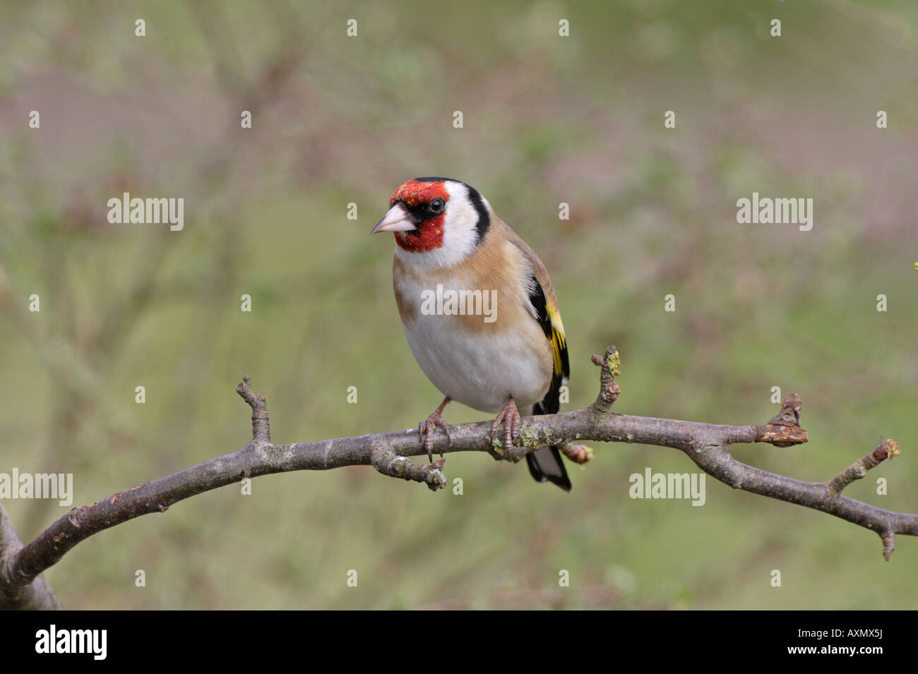 European Goldfinch Stock Photo