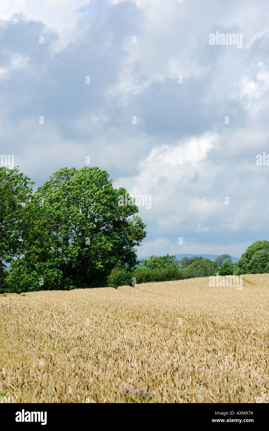 Blue sky cloudy day trees hi-res stock photography and images - Alamy