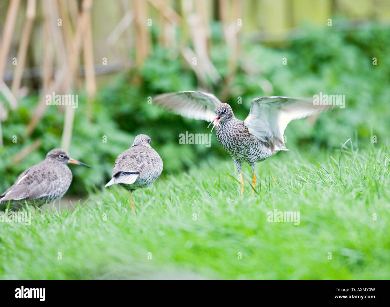 Redshank Tringa tetanus displaying Stock Photo