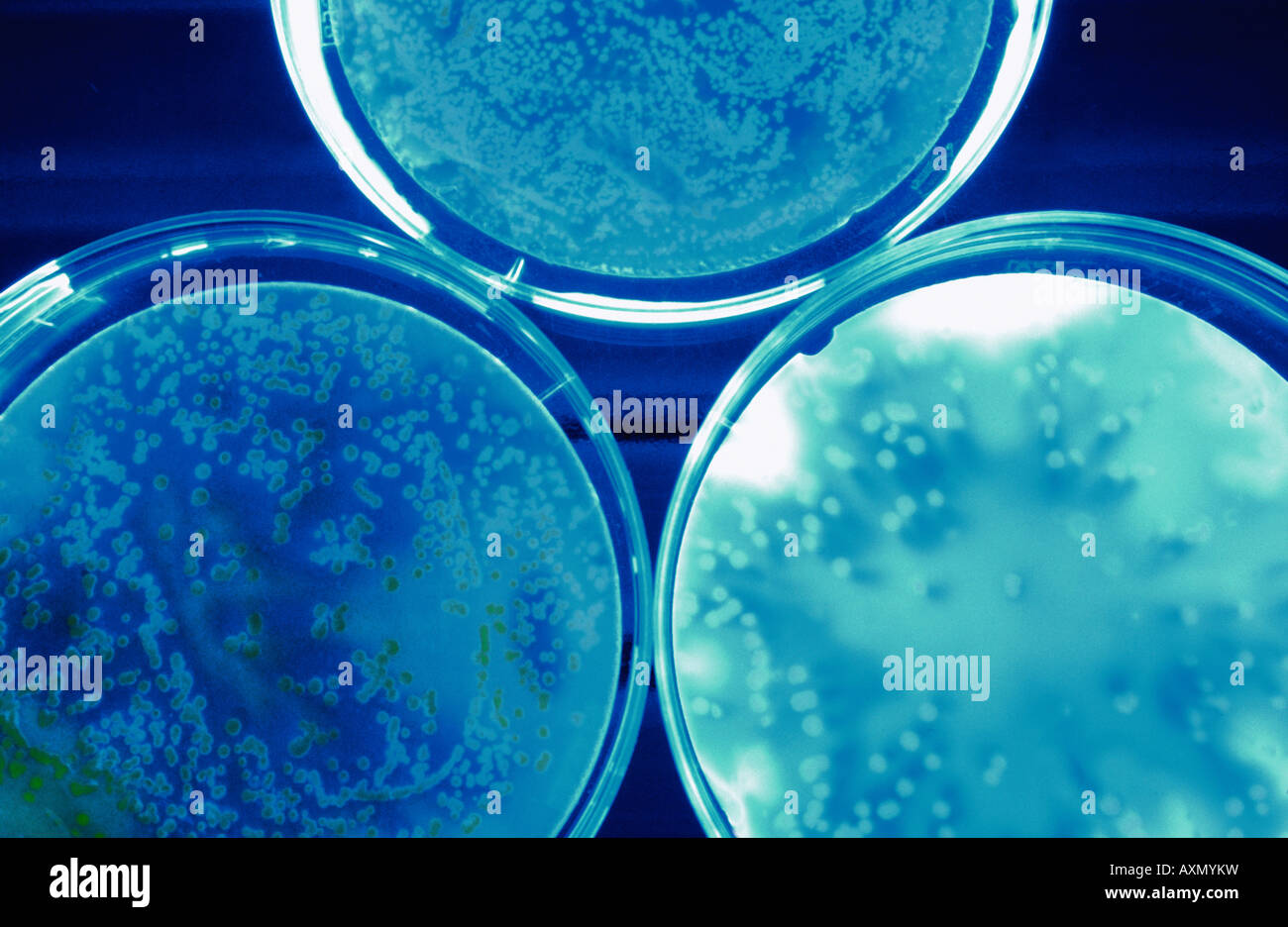 plates with isolated colonies of light emitting bacteria GMO Stock Photo