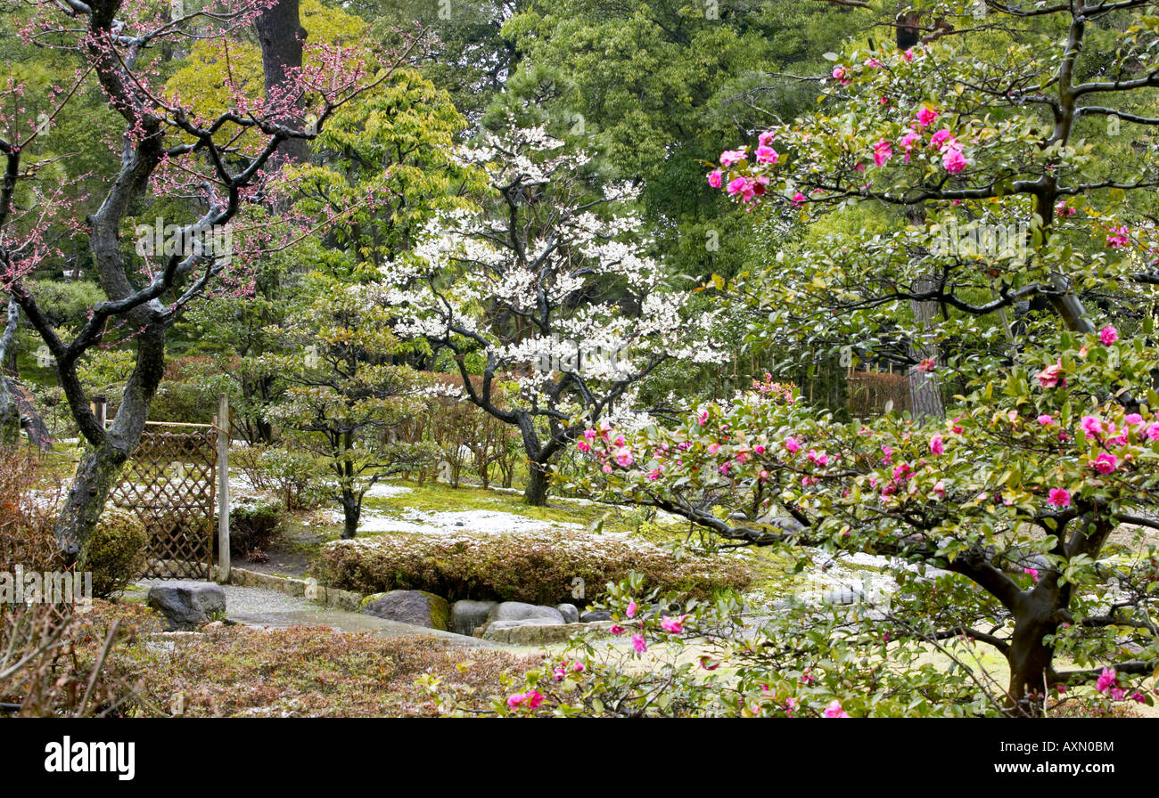 BONSAI TREES, SPRING AT KENROKUEN GARDENS, KANAZAWA, JAPAN. WIDELY