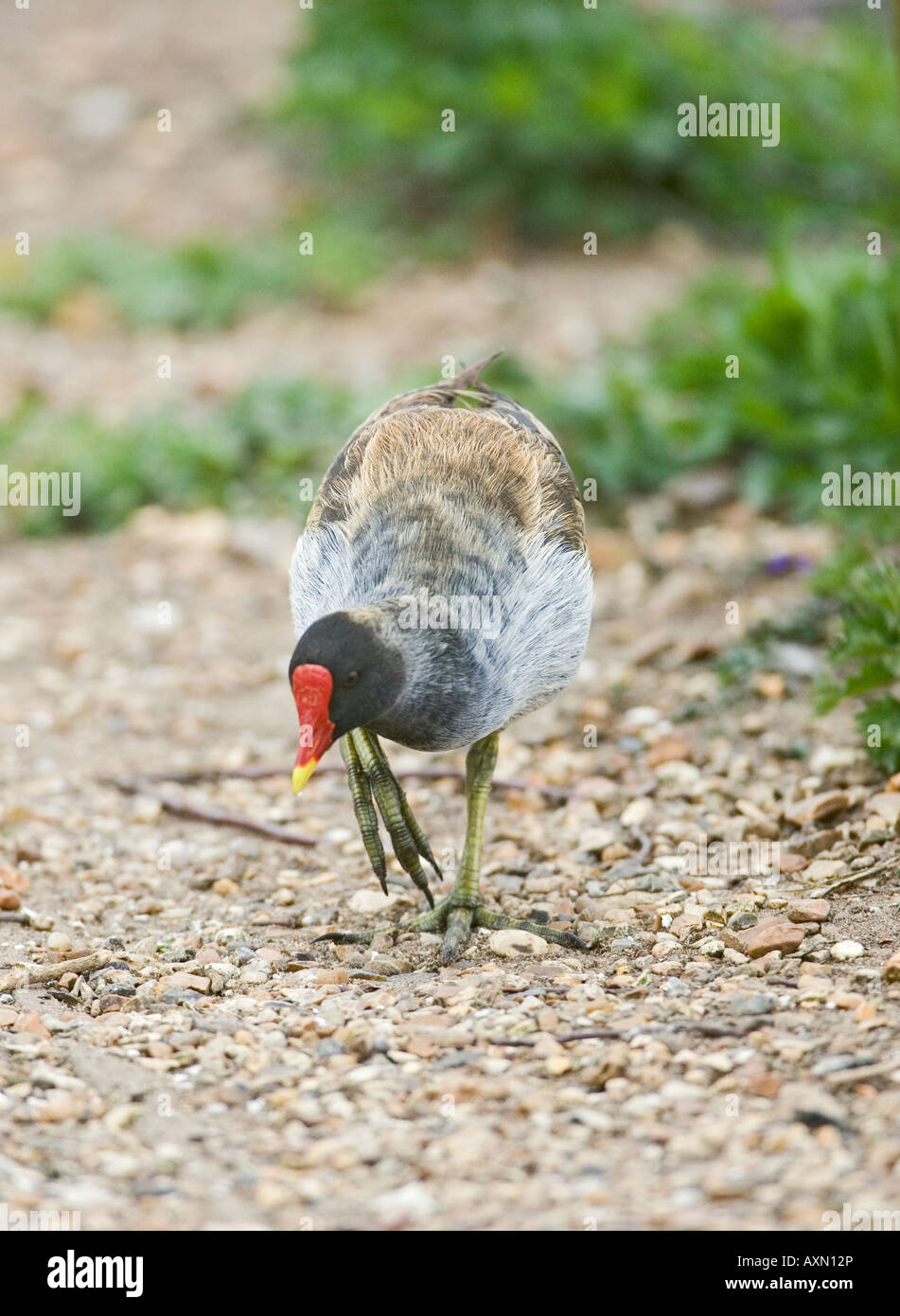 Moorhen Gallinula chloropus genetic variation Stock Photo