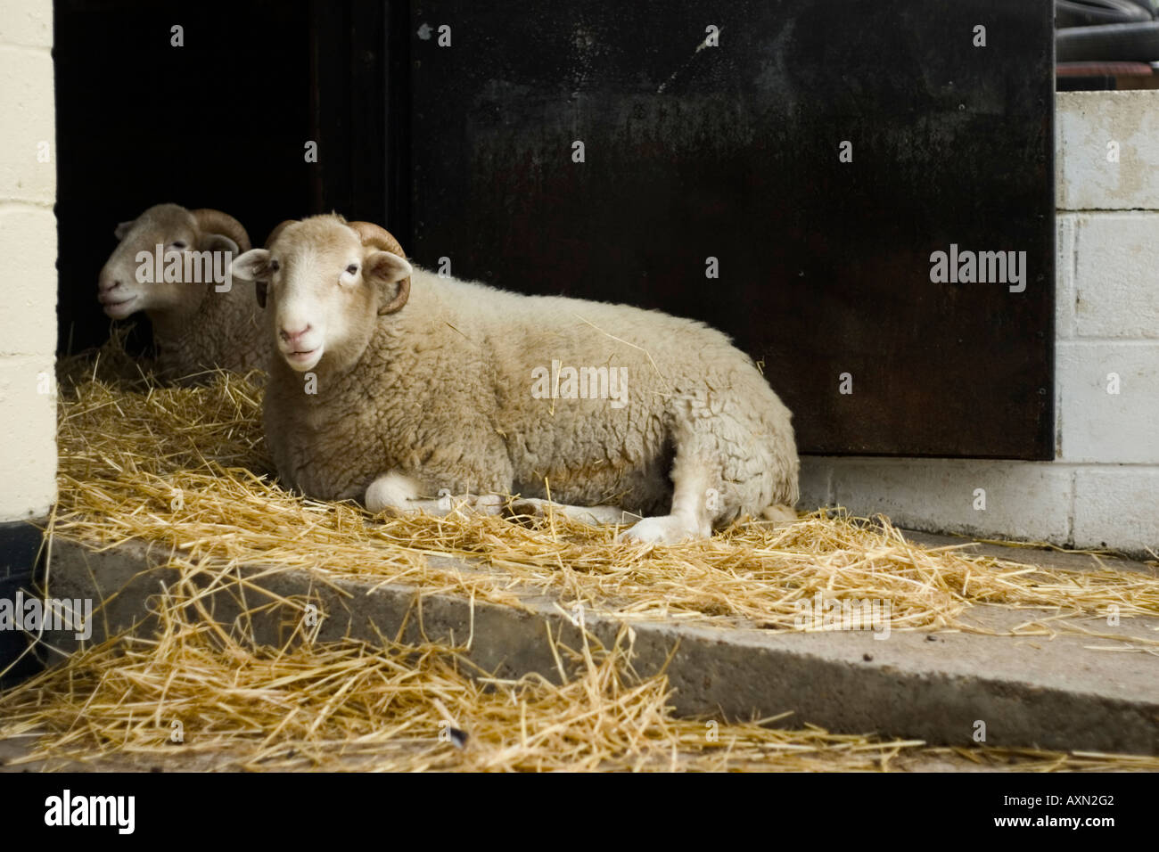 sheep relax on a bed of straw on a ramp Stock Photo - Alamy