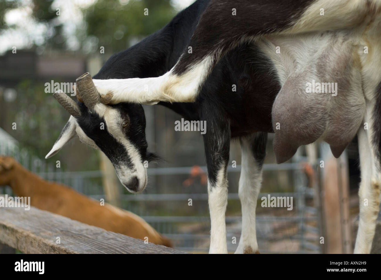 a flexible goat stretches its leg and bears its udder at an urban farm