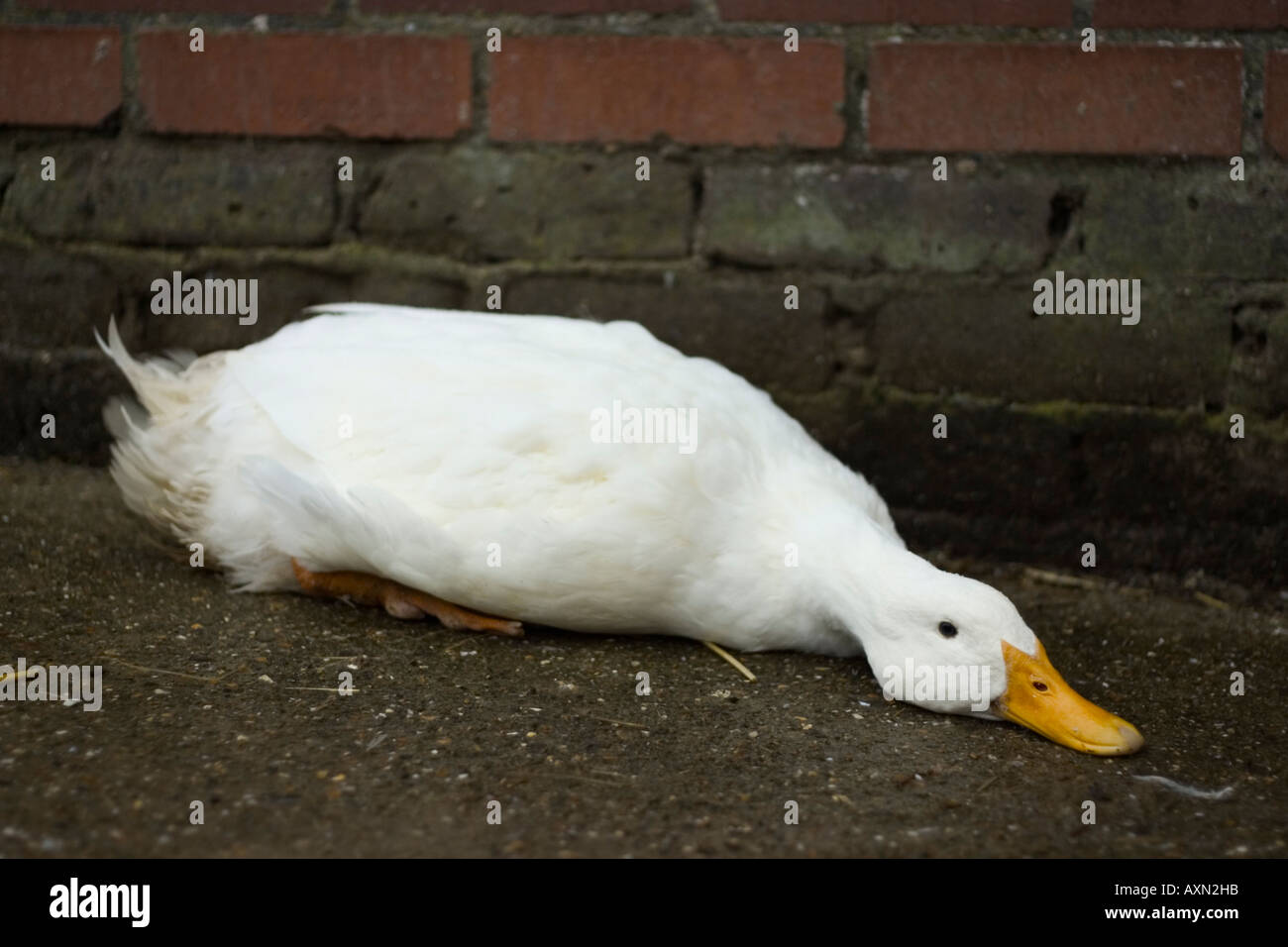 a duck with a neck injury at an urban farm Stock Photo 9646746 Alamy