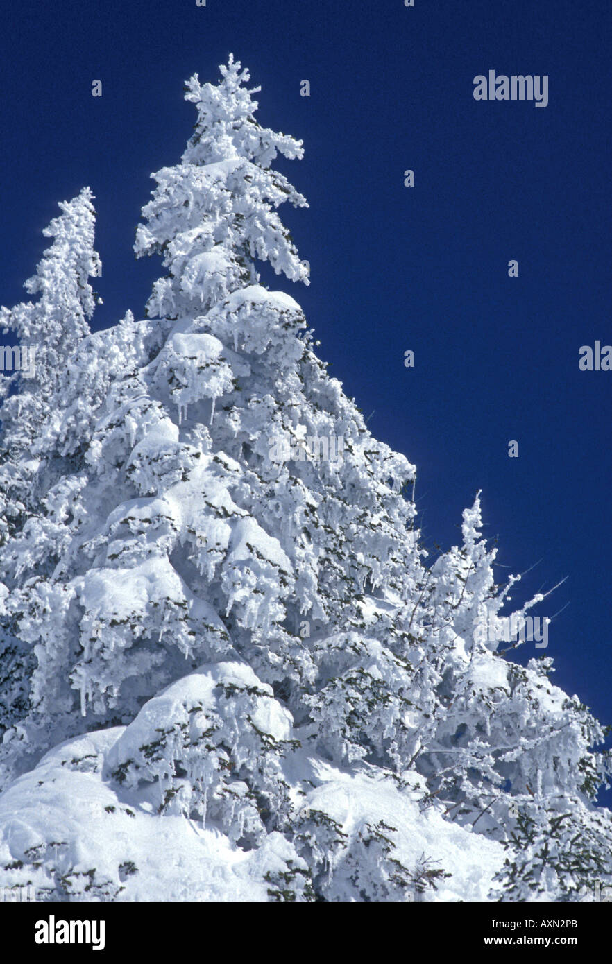 Tree laden with snow Stock Photo