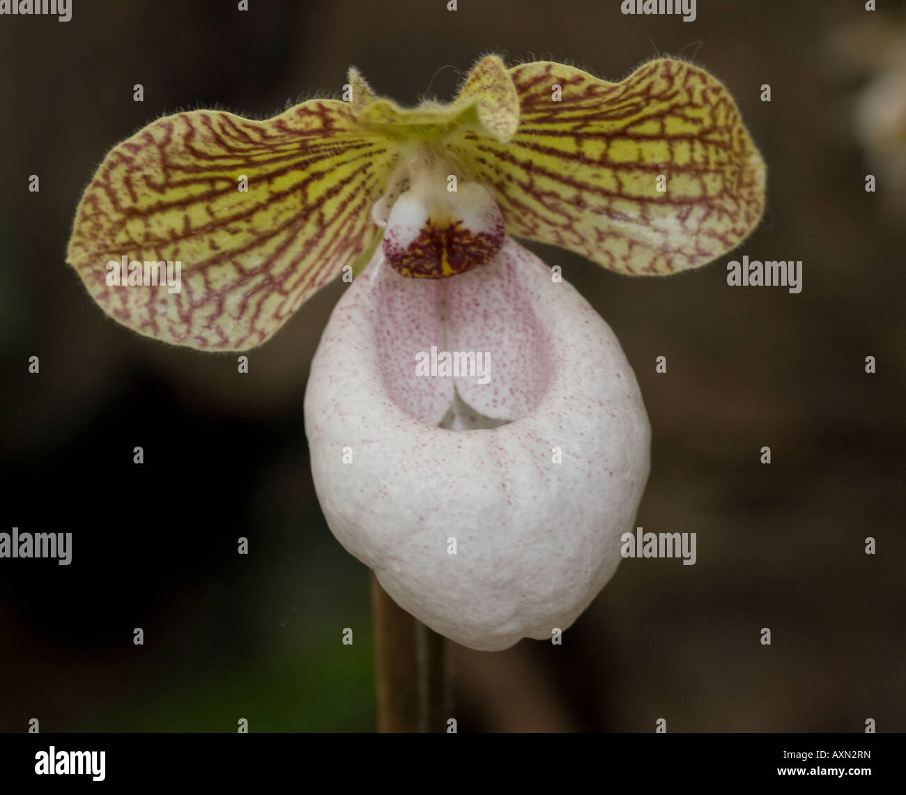 Orchid Paphiopedilum Malipoense x Micianthum Stock Photo