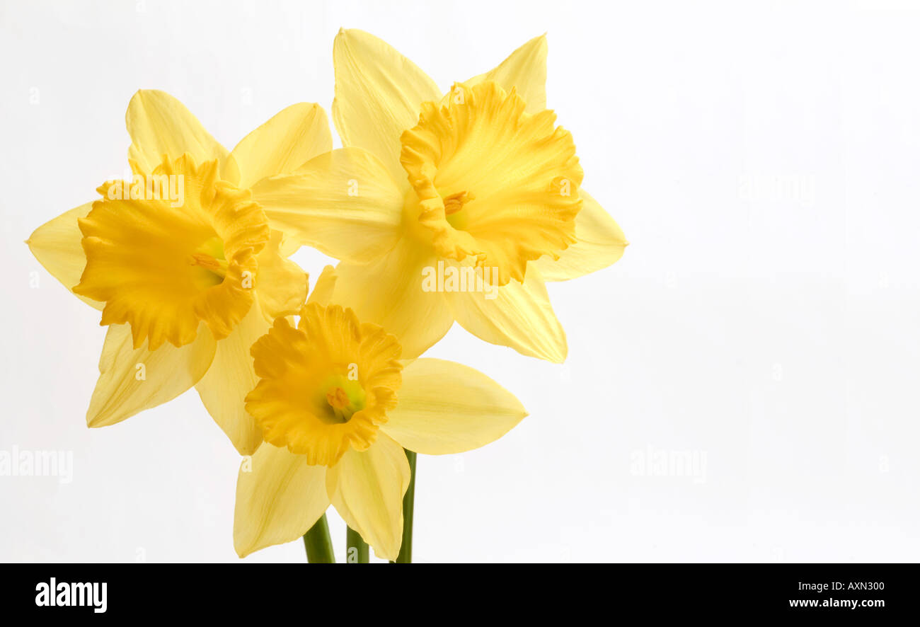 Yellow Daffodil in close up against a white background Stock Photo