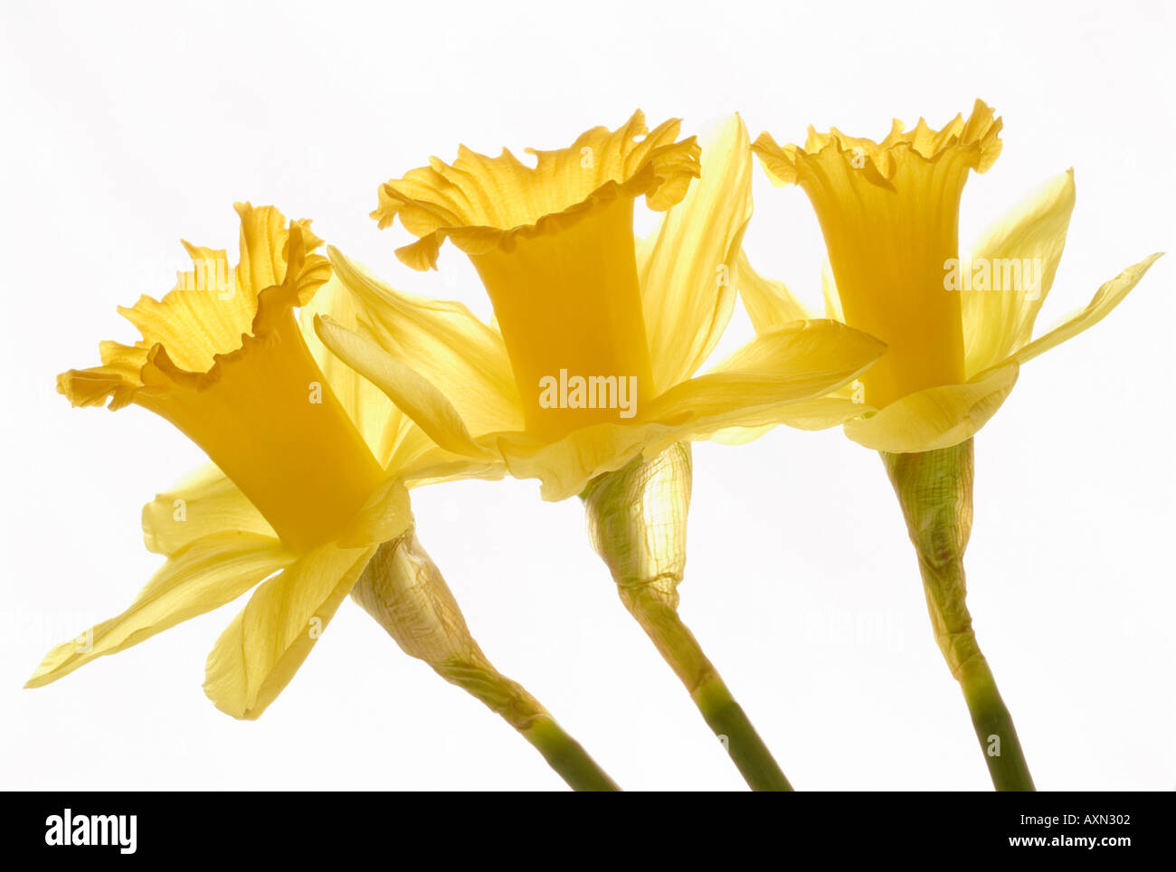 Yellow Daffodil in close up against a white background Stock Photo